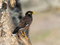 Hirtenmaina auf Baumstamm